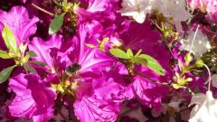 Blumen