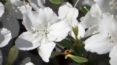 Blumen