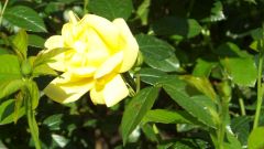 Blumen
