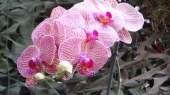 Orchide