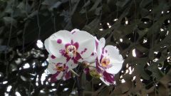 Orchide
