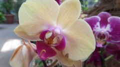 Orchide