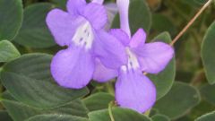 Blumen
