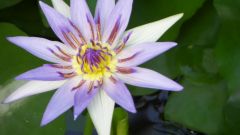 Blumen