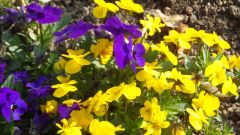 Blumen