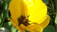 Blumen