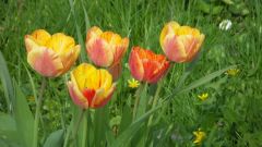 Blumen