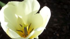 Blumen