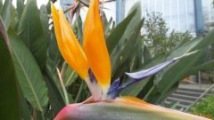 Blumen