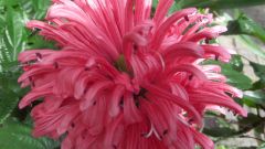 Blumen