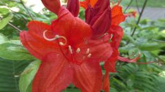 Blumen