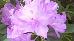 Blumen