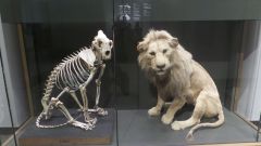 Hessisches Landesmuseum