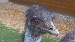 Emu